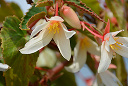 Bossa Nova Pure White Begonia (Begonia boliviensis 'Bossa Nova Pure White') at Bayport Flower Houses