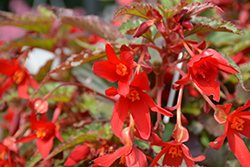 Beauvilia Red Begonia (Begonia boliviensis 'Beauvilia Red') at Bayport Flower Houses