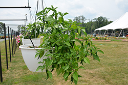 Cayennetta Pepper (Capsicum annuum 'Cayennetta') at Bayport Flower Houses