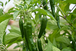 Cayennetta Pepper (Capsicum annuum 'Cayennetta') at Bayport Flower Houses