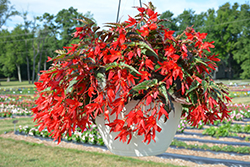 Beauvilia Red Begonia (Begonia boliviensis 'Beauvilia Red') at Bayport Flower Houses