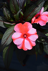 Sonic Sweet Red New Guinea Impatiens (Impatiens 'Sonic Sweet Red') at Bayport Flower Houses