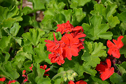 Calliope Large Scarlet Fire Geranium (Pelargonium 'Calliope Large Scarlet Fire') at Bayport Flower Houses