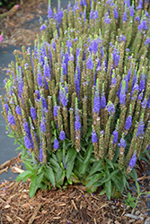 Royal Candles Speedwell (Veronica spicata 'Royal Candles') at Bayport Flower Houses