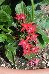 Starcluster Red Star Flower (Pentas lanceolata 'Starcluster Red') at Bayport Flower Houses