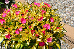 SunPatiens Compact Tropical Rose New Guinea Impatiens (Impatiens 'SunPatiens Compact Tropical Rose') at Bayport Flower Houses