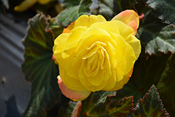 Nonstop Mocca Yellow Begonia (Begonia 'Nonstop Mocca Yellow') at Bayport Flower Houses