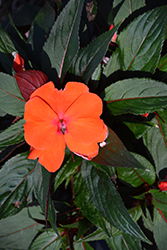 Magnum Orange New Guinea Impatiens (Impatiens 'Magnum Orange') at Bayport Flower Houses