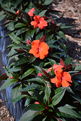 Magnum Orange New Guinea Impatiens (Impatiens 'Magnum Orange') at Bayport Flower Houses