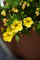 Aloha Yellow Calibrachoa (Calibrachoa 'Aloha Yellow') at Bayport Flower Houses