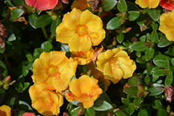 Pazzaz Vivid Yellow Portulaca (Portulaca oleracea 'Pazzaz Vivid Yellow') at Bayport Flower Houses