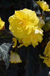 Nonstop Mocca Yellow Begonia (Begonia 'Nonstop Mocca Yellow') at Bayport Flower Houses