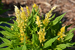 Kelos Atomic Fire Yellow Celosia (Celosia 'Kelos Atomic Fire Yellow') at Bayport Flower Houses