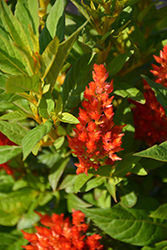 Kelos Fire Orange Celosia (Celosia 'Kelos Fire Orange') at Bayport Flower Houses