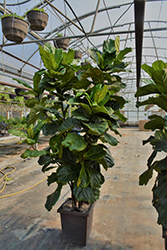 Fiddle Leaf Fig (Ficus lyrata) at Bayport Flower Houses