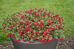 Superbells Double Ruby Calibrachoa (Calibrachoa 'USCAL83901') at Bayport Flower Houses