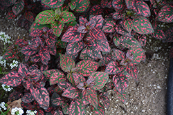Hippo Red Polka Dot Plant (Hypoestes phyllostachya 'G14157') at Bayport Flower Houses