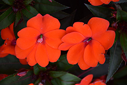 SunPatiens Compact Orange New Guinea Impatiens (Impatiens 'SunPatiens Compact Orange') at Bayport Flower Houses