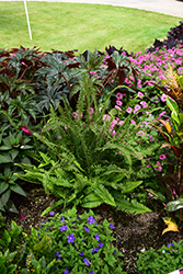 Kimberley Queen Australian Sword Fern (Nephrolepis obliterata 'Kimberley Queen') at Bayport Flower Houses