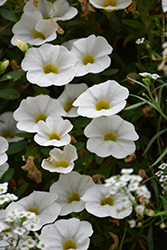 Superbells White Calibrachoa (Calibrachoa 'Balcal14141') at Bayport Flower Houses