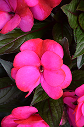 Infinity Blushing Lilac New Guinea Impatiens (Impatiens hawkeri 'Visinfblla') at Bayport Flower Houses