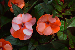 Infinity Orange Frost New Guinea Impatiens (Impatiens hawkeri 'Visinforfr') at Bayport Flower Houses