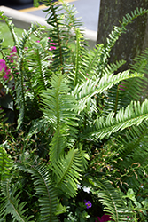 Kimberley Queen Australian Sword Fern (Nephrolepis obliterata 'Kimberley Queen') at Bayport Flower Houses