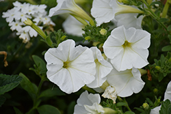 Supertunia White Petunia (Petunia 'Supertunia White') at Bayport Flower Houses