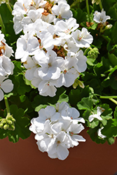 Calliope White Geranium (Pelargonium 'Calliope White') at Bayport Flower Houses