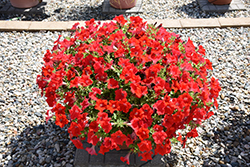 Surfinia Trailing Red Petunia (Petunia 'Surfinia Trailing Red') at Bayport Flower Houses
