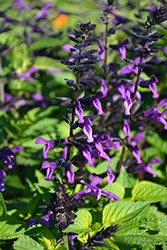 Rockin' Deep Purple Sage (Salvia 'BBSAL09001') at Bayport Flower Houses