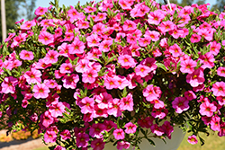 Aloha Kona Hot Pink Calibrachoa (Calibrachoa 'Aloha Kona Hot Pink') at Bayport Flower Houses