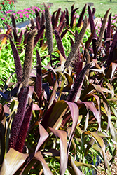 Copper Prince Millet (Pennisetum glaucum 'Copper Prince') at Bayport Flower Houses