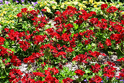 Calliope Medium Dark Red Geranium (Pelargonium 'Calliope Medium Dark Red') at Bayport Flower Houses
