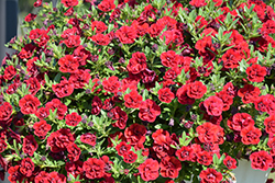 Superbells Double Ruby Calibrachoa (Calibrachoa 'USCAL83901') at Bayport Flower Houses