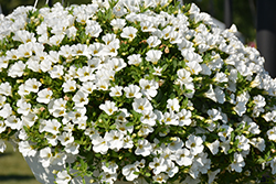 Superbells White Calibrachoa (Calibrachoa 'Balcal14141') at Bayport Flower Houses