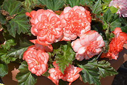 Nonstop Rose Petticoat Begonia (Begonia 'Nonstop Rose Petticoat') at Bayport Flower Houses
