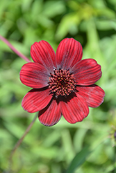 Choca Mocha Chocolate Cosmos (Cosmos atrosanguineus 'Choca Mocha') at Bayport Flower Houses