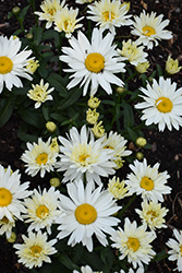 Cream Puff Shasta Daisy (Leucanthemum x superbum 'Cream Puff') at Bayport Flower Houses