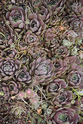 Pacific Blue Ice Hens And Chicks (Sempervivum 'Pacific Blue Ice') at Bayport Flower Houses