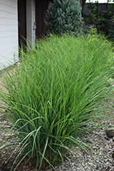 Oktoberfest Maiden Grass (Miscanthus sinensis 'Oktoberfest') at Bayport Flower Houses