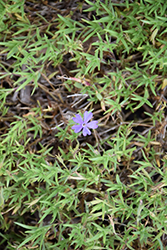 Violet Pinwheels Phlox (Phlox 'Violet Pinwheels') at Bayport Flower Houses