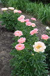 Coral Sunset Peony (Paeonia 'Coral Sunset') at Bayport Flower Houses