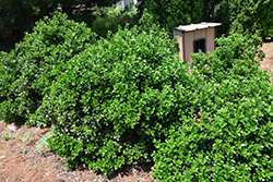 Castle Wall Meserve Holly (Ilex x meserveae 'Heckenstar') at Bayport Flower Houses