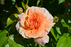 At Last Rose (Rosa 'HORCOGJIL') at Bayport Flower Houses