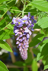 Amethyst Falls Wisteria (Wisteria frutescens 'Amethyst Falls') at Bayport Flower Houses