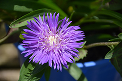 Honeysong Purple Aster (Stokesia laevis 'Honeysong Purple') at Bayport Flower Houses