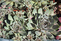 Pacific Blue Ice Hens And Chicks (Sempervivum 'Pacific Blue Ice') at Bayport Flower Houses