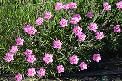 Mountain Frost Pink Twinkle Pinks (Dianthus 'KonD1060K3') at Bayport Flower Houses