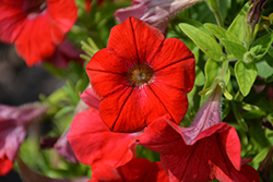 Surfinia Trailing Red Petunia (Petunia 'Surfinia Trailing Red') at Bayport Flower Houses